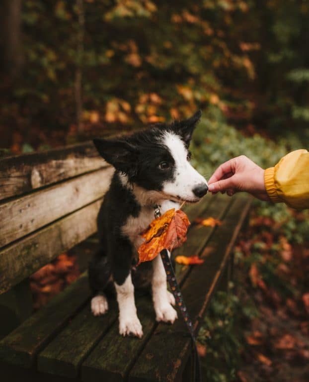 dog fall leaf