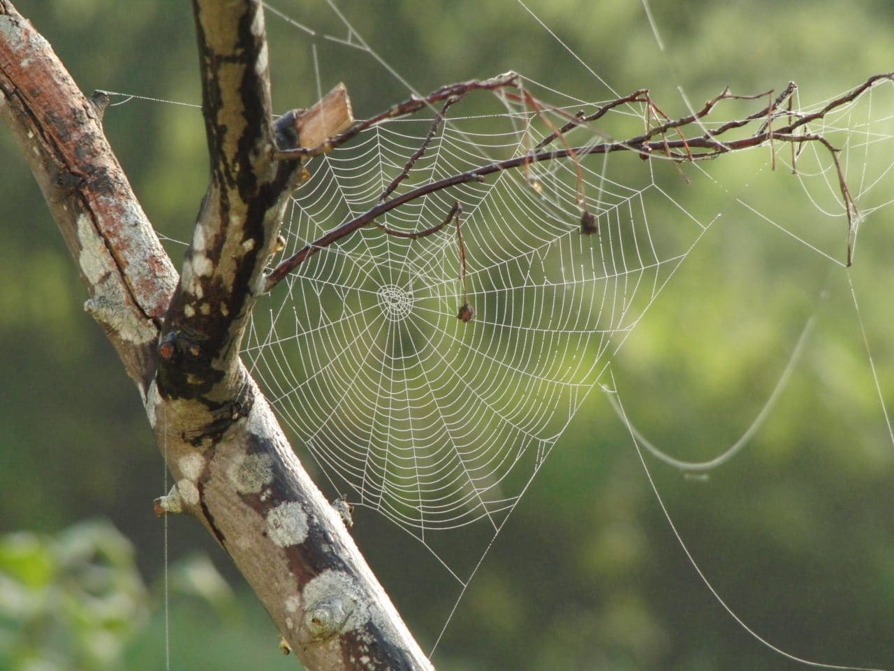 Spider web in the forest.