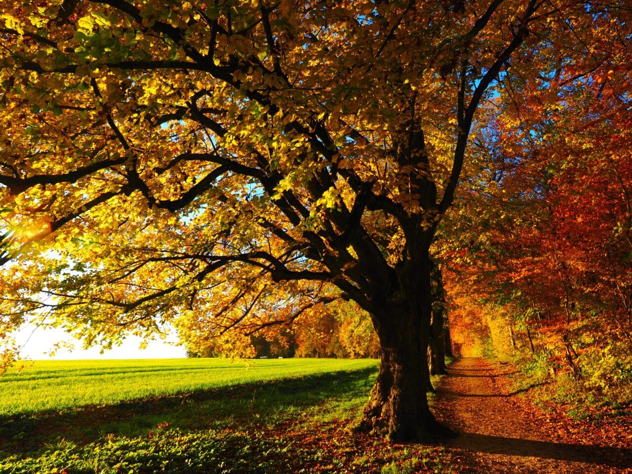 Picture of a tree changing leaves in the fall.